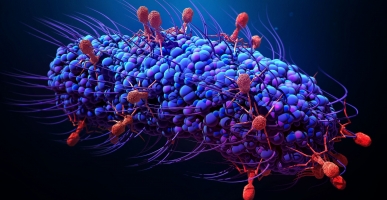 Bacteriophages_Shutterstock-4dc12b27c59cde3800efc51e782fbc88.jpg